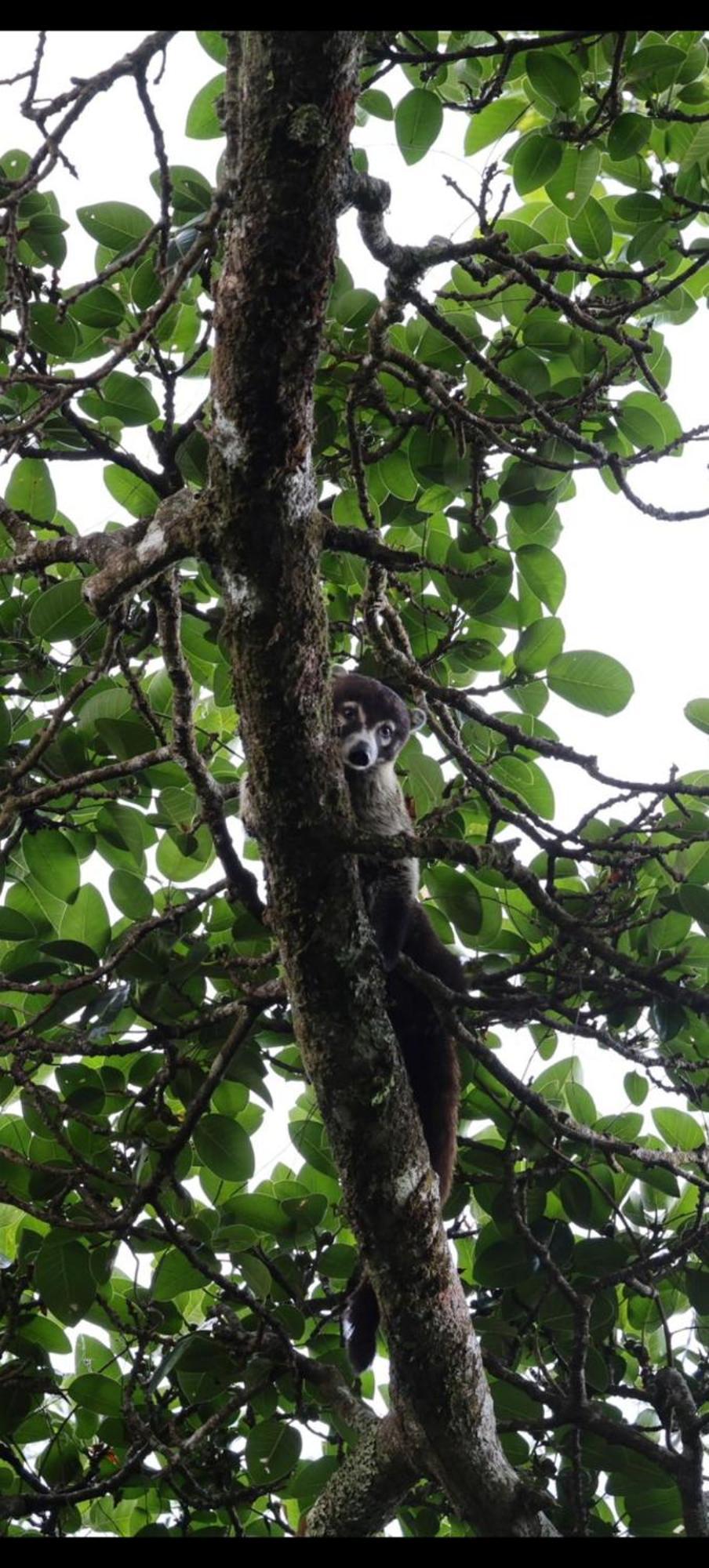 Jungle Living Tree Houses Monteverde Bagian luar foto