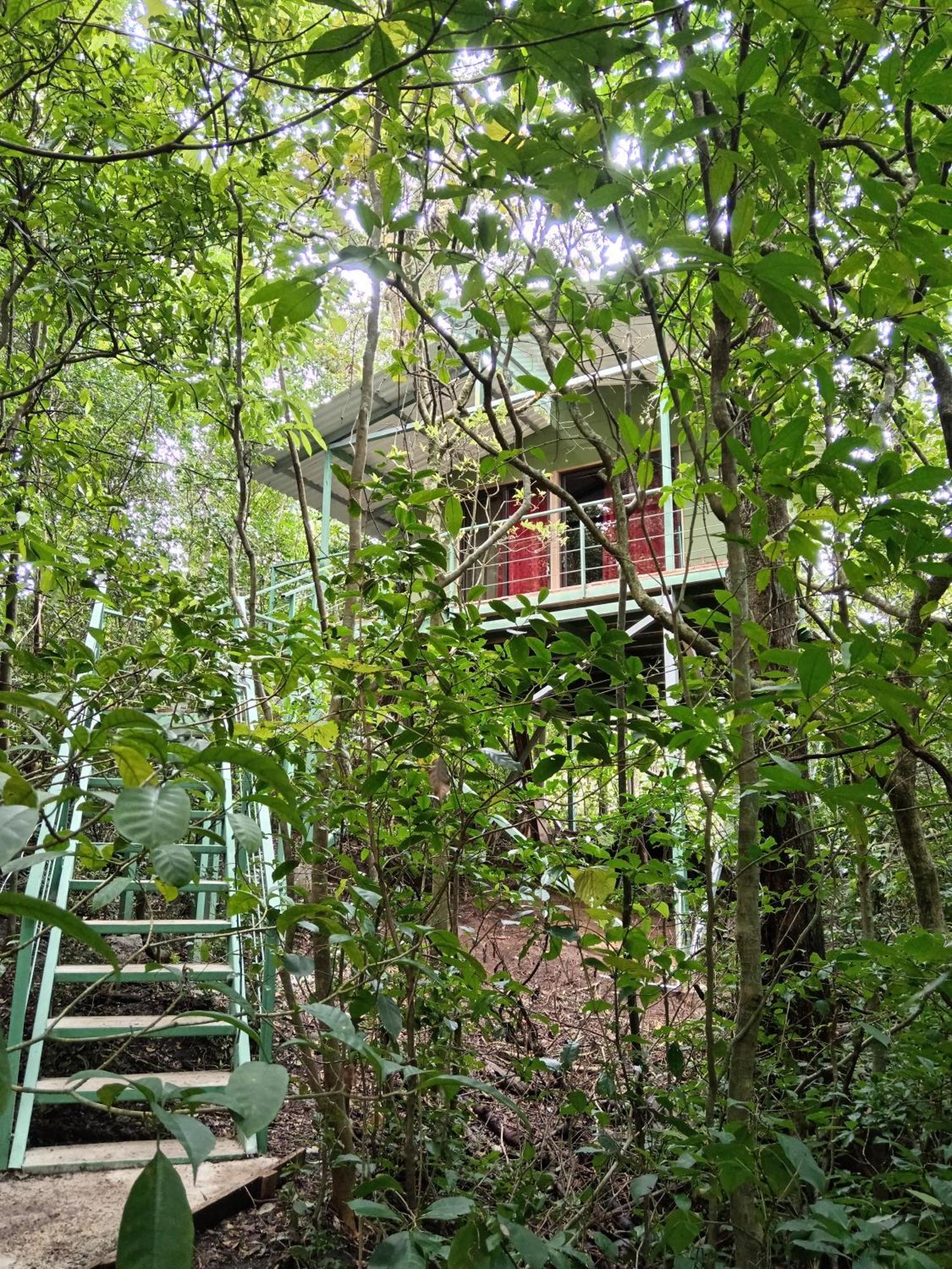 Jungle Living Tree Houses Monteverde Bagian luar foto