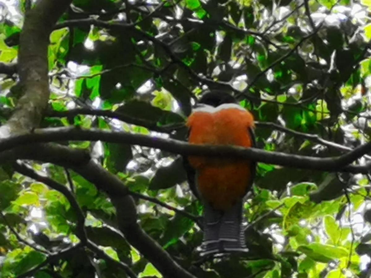 Jungle Living Tree Houses Monteverde Bagian luar foto